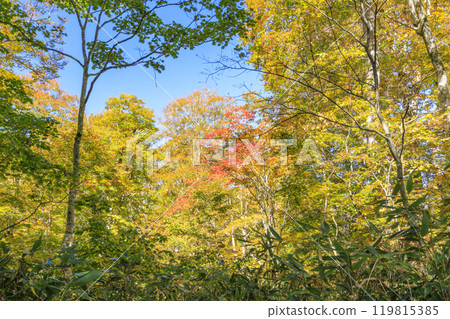 Autumn in Oze: Autumn leaves of grass and forest, Hiuchiura forest trail 119815385