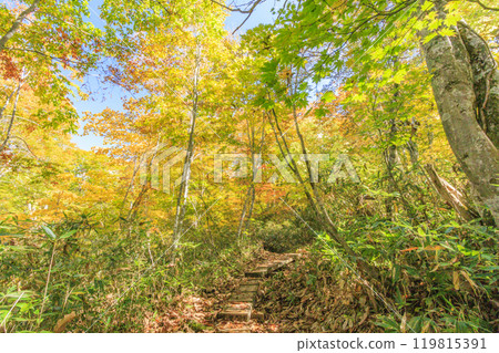 Autumn in Oze: Autumn leaves of grass and forest, Hiuchiura forest trail Autumn in Oze: Autumn leaves of grass and forest, Hiuchiura forest trail 119815391