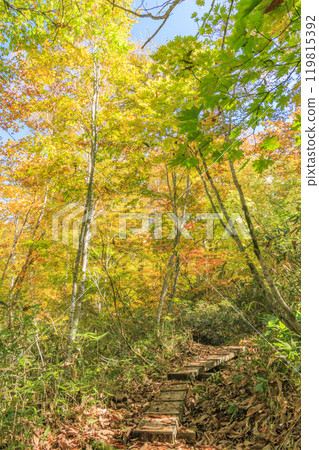 Autumn in Oze: Autumn leaves of grass and forest, Hiuchiura forest trail 119815392
