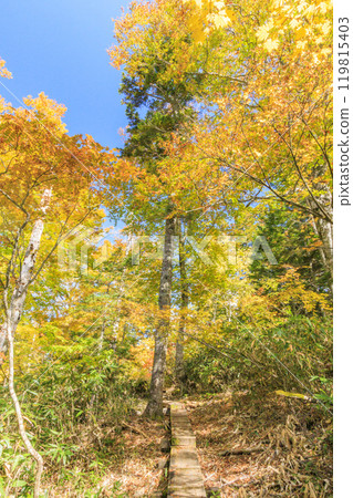 Autumn in Oze: Autumn leaves of grass and forest, Hiuchiura forest trail 119815403