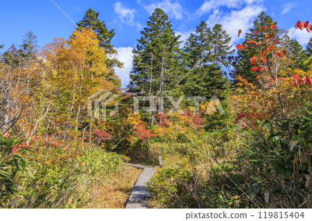 Autumn in Oze: Autumn leaves of grass and forest, Hiuchiura forest trail 119815404