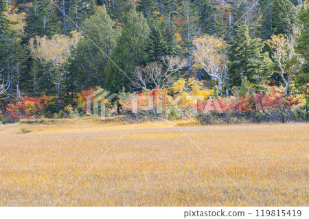 Autumn in Oze: Autumn leaves of grass and forest, Hiuchiura forest trail 119815419