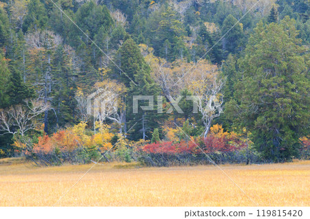 Autumn in Oze: Autumn leaves of grass and forest, Hiuchiura forest trail 119815420
