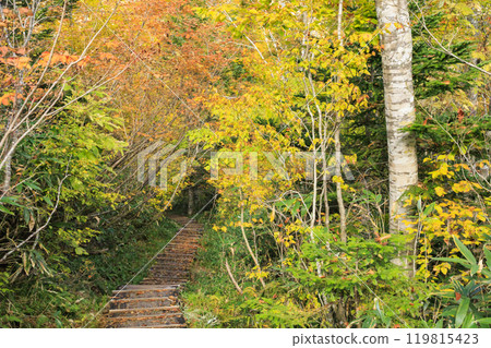 Autumn in Oze: Autumn leaves of grass and forest, Hiuchiura forest trail Autumn in Oze: Autumn leaves of grass and forest, Hiuchiura forest trail 119815423