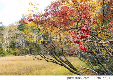 Autumn in Oze: Autumn leaves of grass and forest, Hiuchiura forest trail 119815424