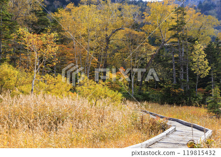 Autumn in Oze: Autumn leaves of grass and forest, Hiuchiura forest trail 119815432