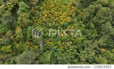 Aerial view the Tropical forest Healthy environment green tone Aerial view the Tropical forest Healthy environment green tone 119815855