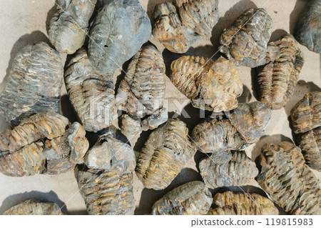 trilobite fossil collection trilobite fossil collection 119815983