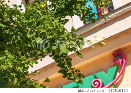 Fresh bright green leaves of ginkgo biloba. Natural foliage texture background. Branches of a ginkgo tree in Nitra in Slovakia. Fresh bright green leaves of ginkgo biloba. Natural foliage texture background. Branches of a ginkgo tree in Nitra in Slovakia. 119816134