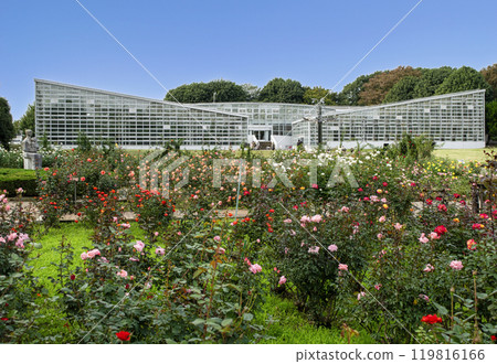 東京神代植物公園玫瑰園 秋季玫瑰季 東京神代植物公園玫瑰園 秋季玫瑰季 119816166