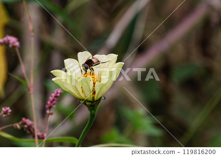 百日草和食蚜蠅 百日草和食蚜蠅 119816200