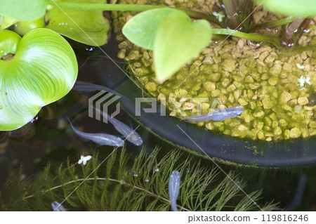Aquatic plants and killifish planted in a pot 119816246