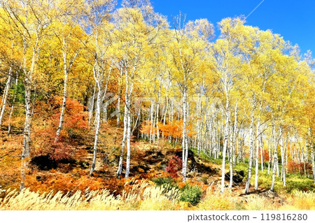 Autumn leaves of the Yachiho Plateau 119816280