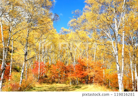 Autumn leaves of the Yachiho Plateau 119816281