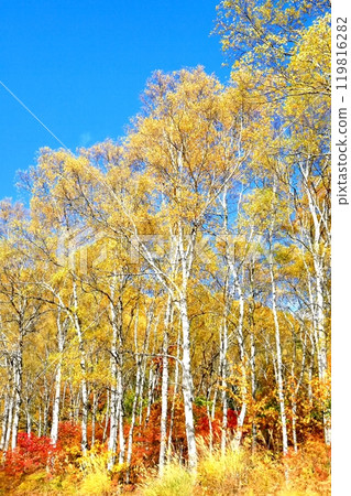Autumn leaves of the Yachiho Plateau 119816282