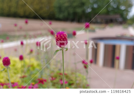 花卉景觀 119816425