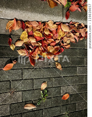 Sidewalk at night, fallen leaves drifting Sidewalk at night, fallen leaves drifting 119816657