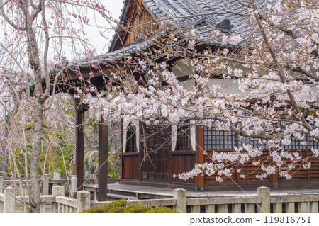 優雅的仁大寺、大師堂和迷人的櫻花 119816751