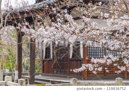 Johinrendaiji Temple: Daishido Hall and magnificent cherry blossoms Johinrendaiji Temple: Daishido Hall and magnificent cherry blossoms 119816752