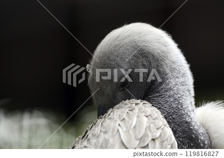 禿鷹 禿鷹 119816827