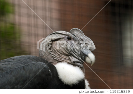 Condor Condor 119816829