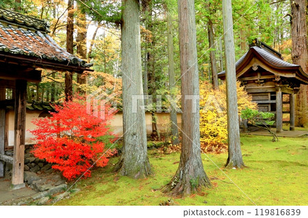 帝城寺的秋葉 119816839