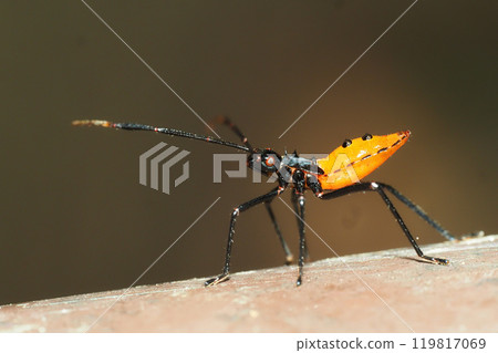 The larva of the elephant beetle turtle 119817069