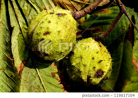 Close-up of a horse chestnut (conker) seed emerging from its spiky green husk on a background of leaves 119817104