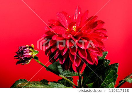 Blooming red Dahlia on a red background 119817118