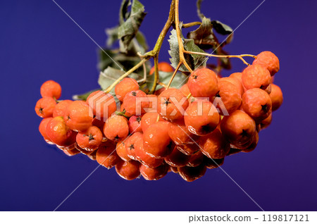 Orange Rowan berries on a blue background Orange Rowan berries on a blue background 119817121