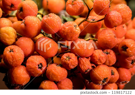 Orange Rowan berries on a solid-colored background Orange Rowan berries on a solid-colored background 119817122