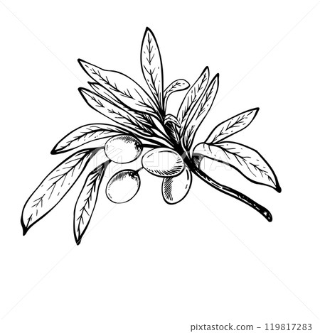 Olive tree branch with leaves and berries fruit Black ink line art hand drawn vector illustration. Botanical clipart for food menu design, greeting card, product label Isolated artwork from background 119817283