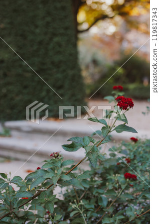 A stone antique steps behind a shrub with red flowering flower buds. A rose garden in summer day. Romantic retro floral background with pale green color leaves. Dreamlike pathway, walkway in rosarium  119817343