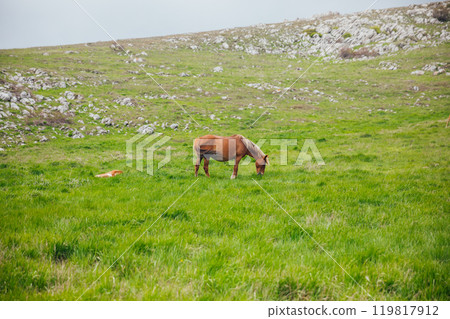 Horse grazing eating green grass on top of mountain Horse grazing eating green grass on top of mountain 119817912