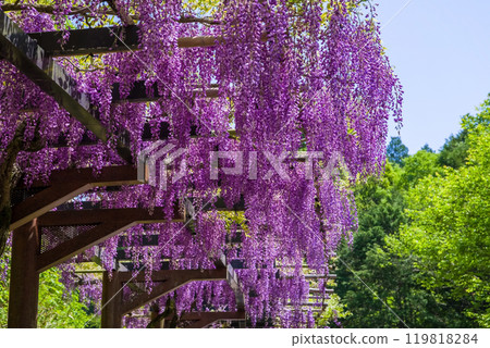 美麗的紫藤花《紫藤走廊/豐田市禦作町》 119818284