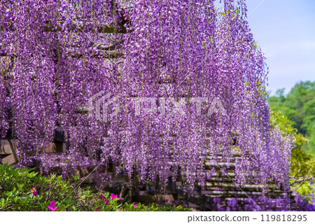 美麗的紫藤花《紫藤走廊/豐田市禦作町》 119818295
