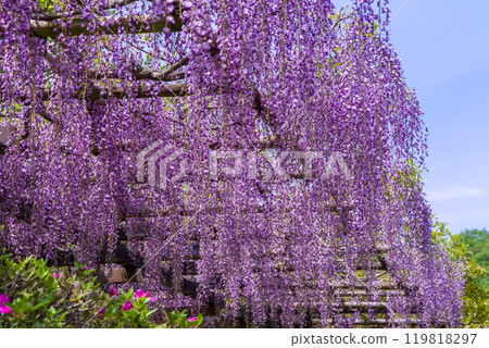 Beautiful wisteria flowers (Fuji Corridor, Osakucho, Toyota City) Beautiful wisteria flowers (Fuji Corridor, Osakucho, Toyota City) 119818297