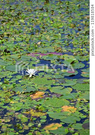 Lakeside of Toyama Prefectural Central Botanical Garden 119818584