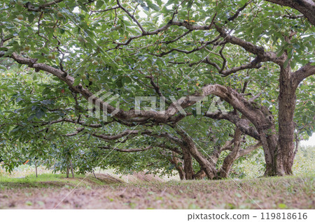 Persimmon tree Persimmon tree 119818616