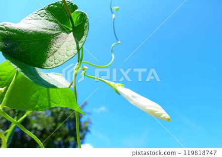 牽牛花 牽牛花 芽 119818747