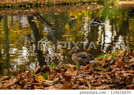 Duck Swims On The Rippling Water At autumn Lake Closeup of waterfowl ducks birds swimming in pond lake, washing fir. Colorful autumn leaves floating on the water 119818870