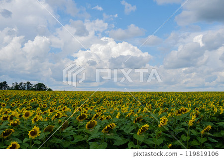 Sunflower field in blu cloudy sky background. Copy space for your text. Natural botany backdrop on gold sunset. Setting sun on field of yellow sunflowers. Flowering meadow on summer landscape Sunflower field in blu cloudy sky background. Copy space for your text. Natural botany backdrop on gold sunset. Setting sun on field of yellow sunflowers. Flowering meadow on summer landscape 119819106