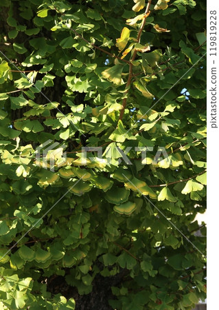 Yellowish ginkgo leaves 119819228