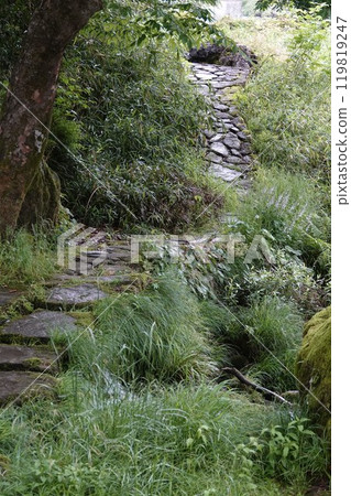 被雨水打濕的鵝卵石小路（長廊），植被茂盛 119819247