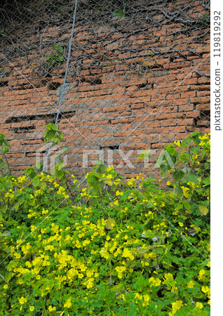 蒟蒻磚牆 119819292
