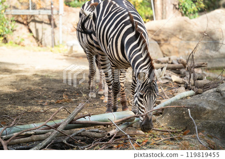 japan zoo zebra zebra zoo シマウマ 119819455
