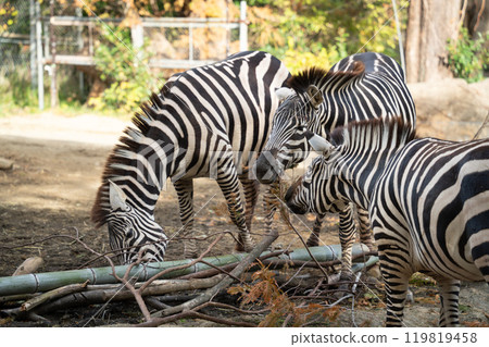 japan zoo zebra zebra zoo シマウマ japan zoo zebra zebra zoo シマウマ 119819458