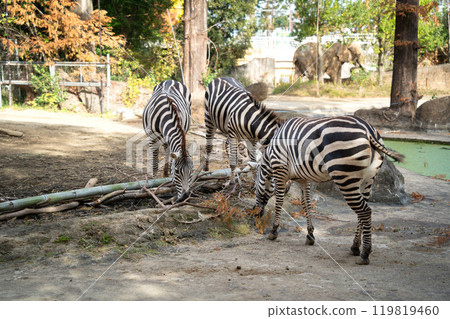 japan zoo zebra zebra zoo シマウマ japan zoo zebra zebra zoo シマウマ 119819460