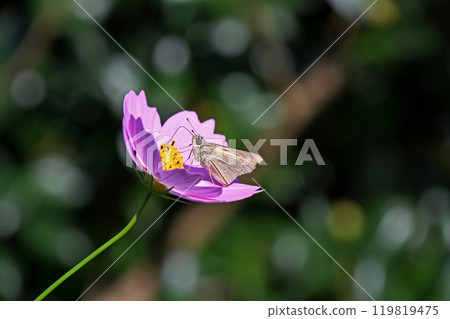 Skipper butterfly sucking nectar from a cosmos flower Skipper butterfly sucking nectar from a cosmos flower 119819475