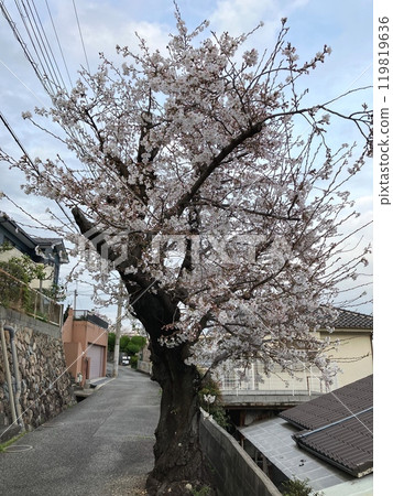 Cherry Blossoms and Yamamotodai 119819636